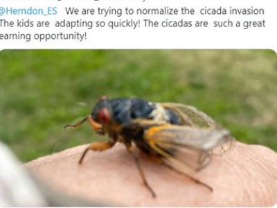 The cicadas are a great learning opportunity.